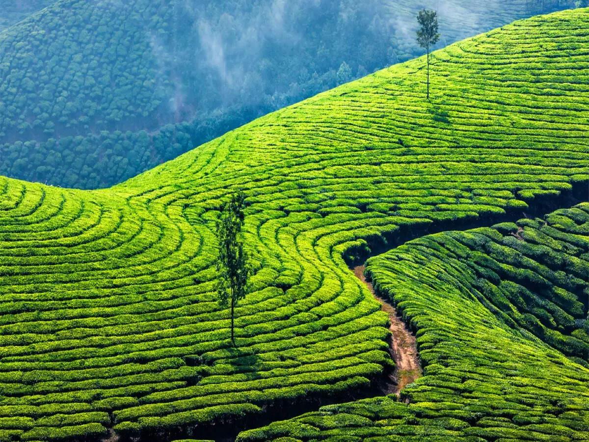 Kerala greenery
